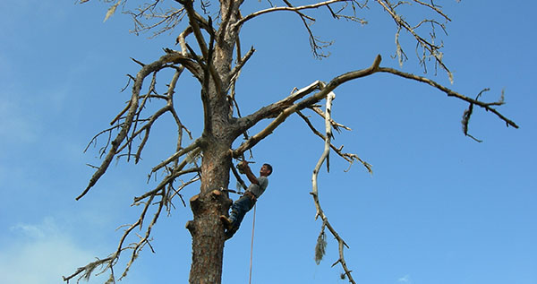 Licensed & Insured Coral Springs Tree Trimming Services