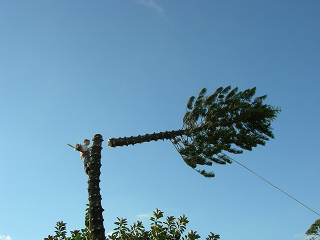 Lake Worth Tree Removal Company